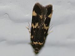 Four-spotted Yellowneck